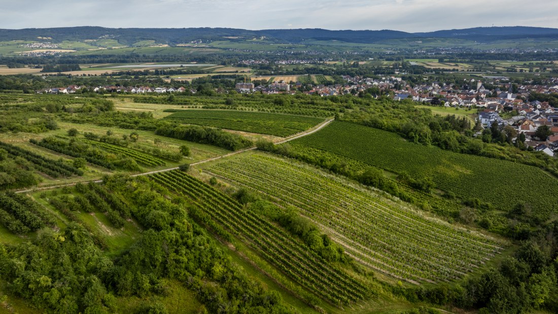 Heidesheimer Geißberg, © Torsten Silz