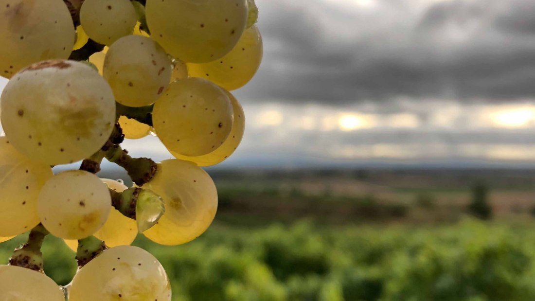 Weingut Bender_Trauben, © Weingut Bender