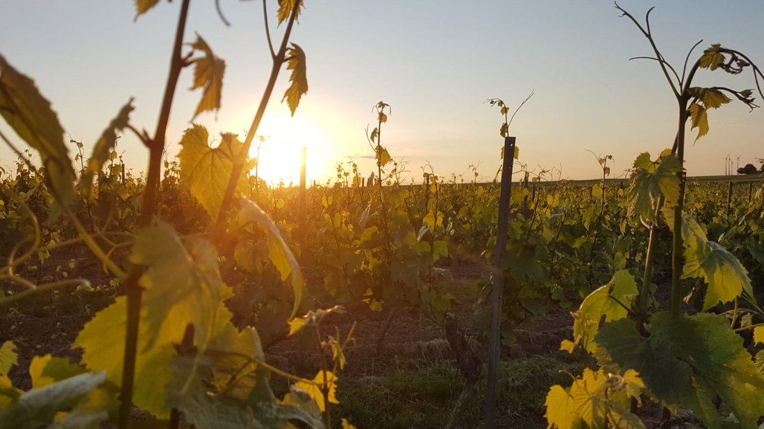 Weingut Johann P. Beyer_Landschaft, © Weingut Johann P. Beyer