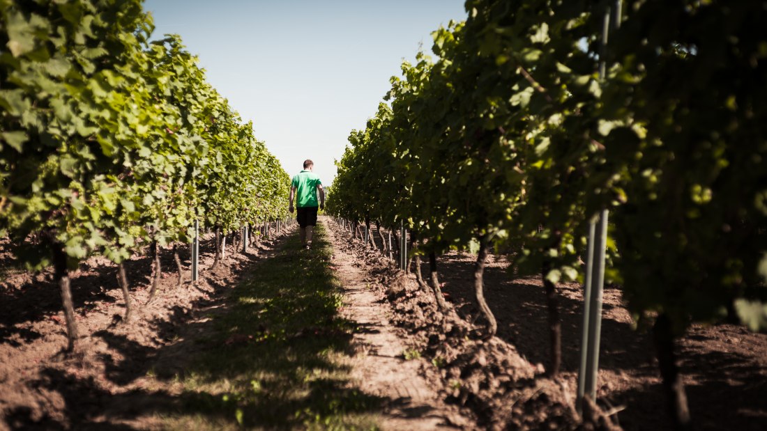 Weingut Dackermann_Reben, © Weingut Dackermann