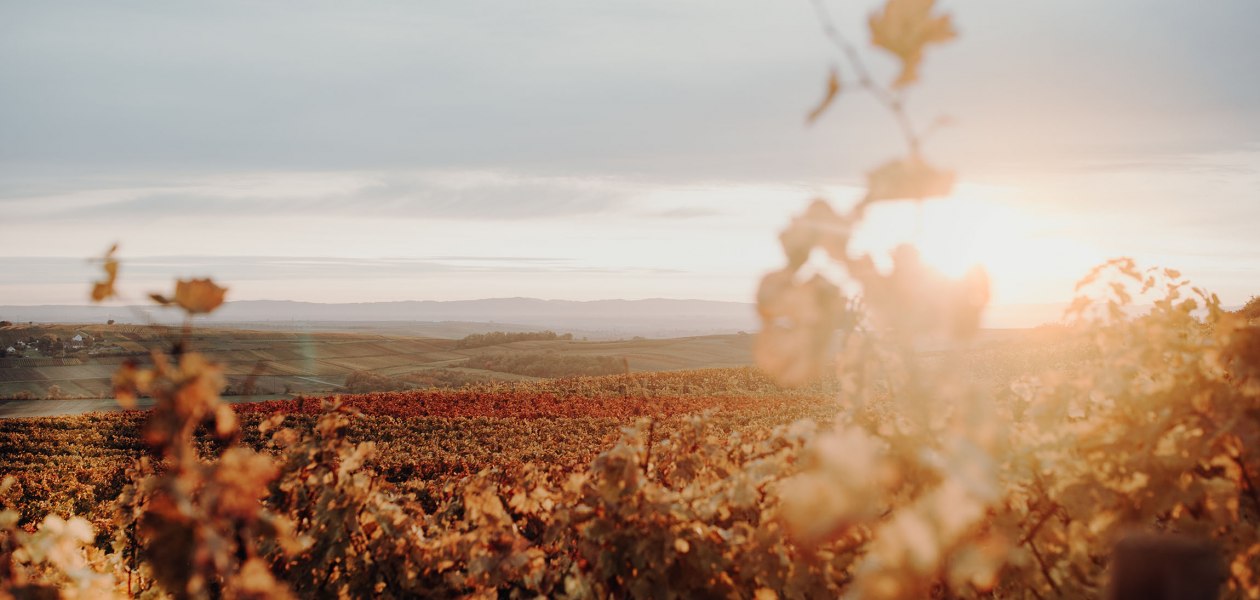 Weingut Hungermüller_Weinreben, © Weingut Hungermüller