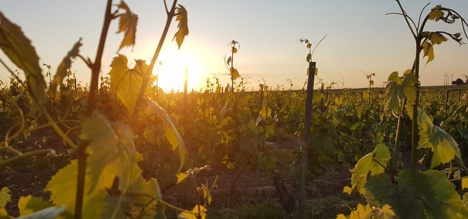 Weingut Johann P. Beyer_Landschaft, © Weingut Johann P. Beyer