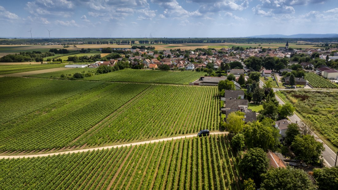 Gundheimer Hungerbiene, © Rheinhessenwein e.V., Torsten Silz