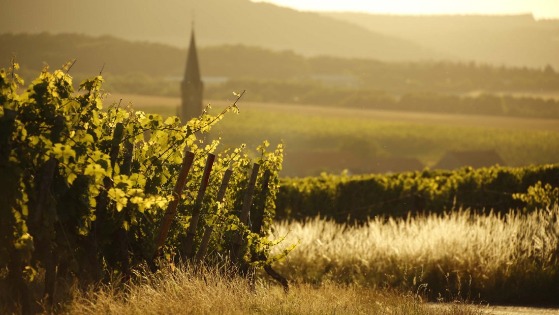 stein-bockenheim_2i, © Weingut Steitz