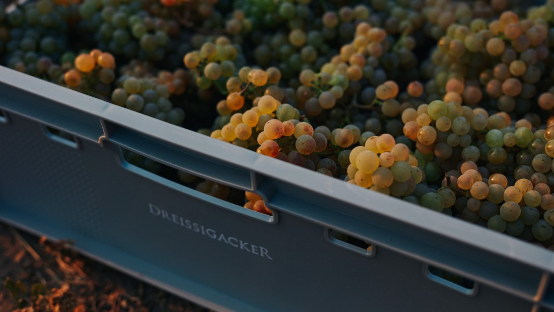 Weingut Dreissigacker_Trauben, © Weingut Dreissigacker