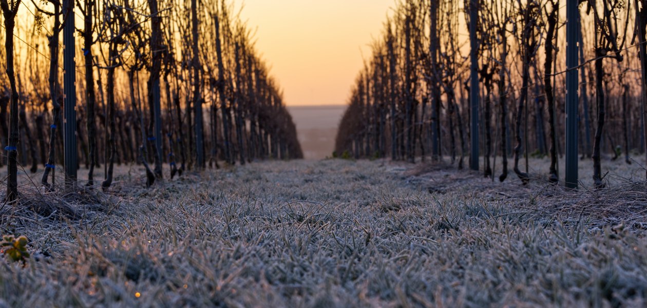 Weingut Gres_Weinberge im Sonnenaufgang, © Weingut Gres