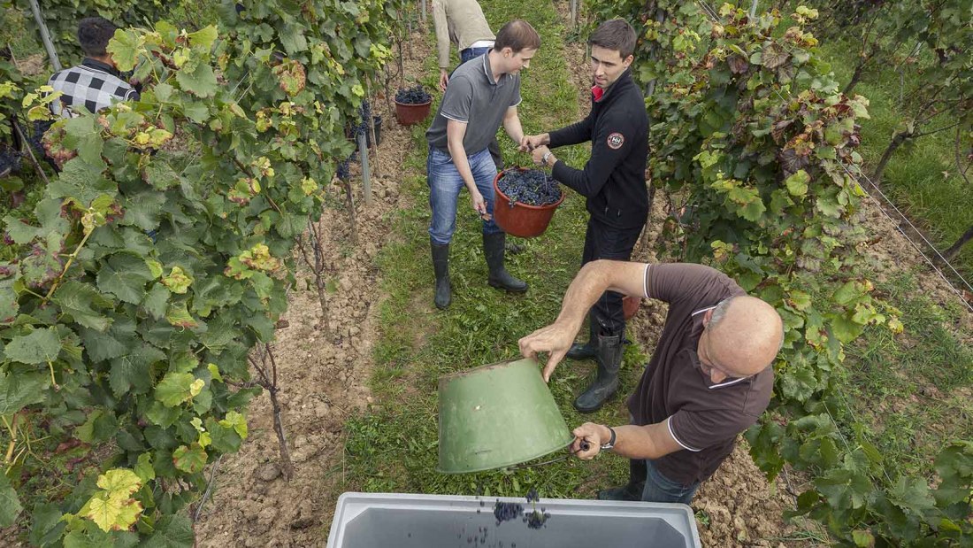 Weingut Spiess GbR - Riederbacherhof_Weinlese, © Michael Zellmer