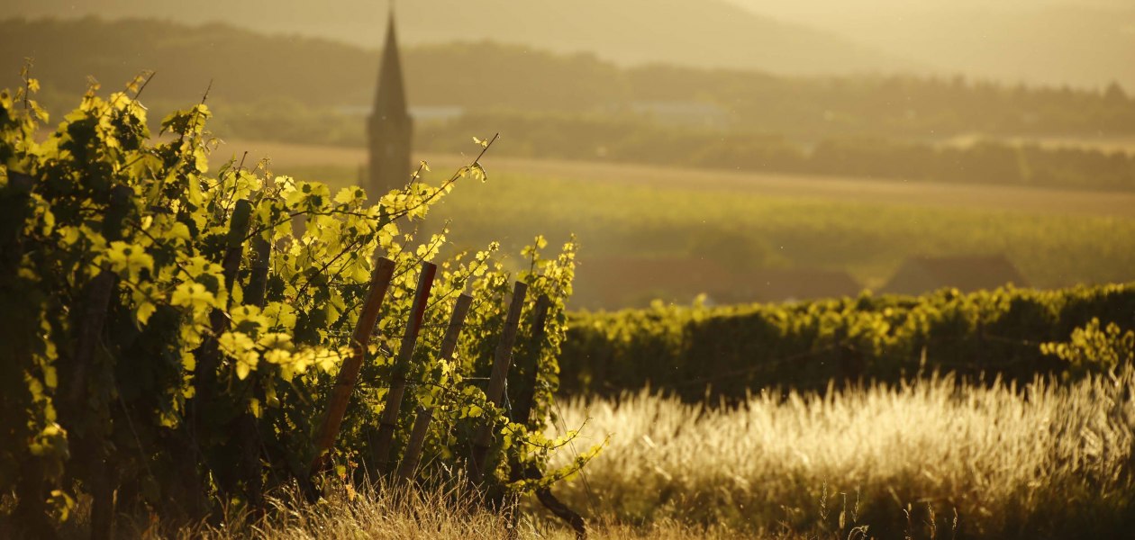 stein-bockenheim_2i, © Weingut Steitz