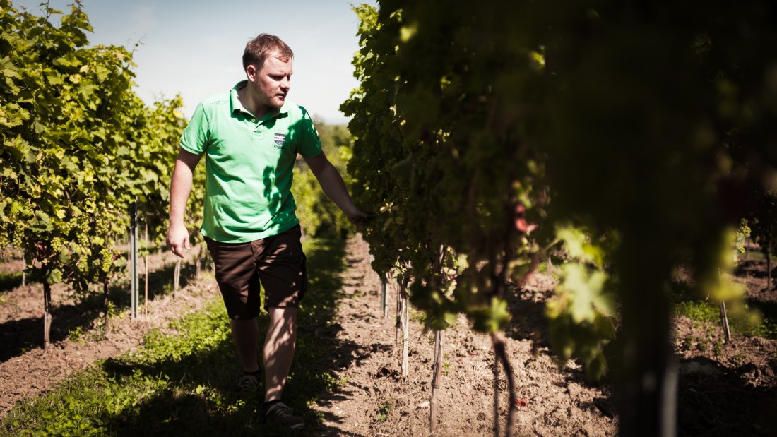 Weingut Dackermann_Winzer in den Reben, © Weingut Dackermann