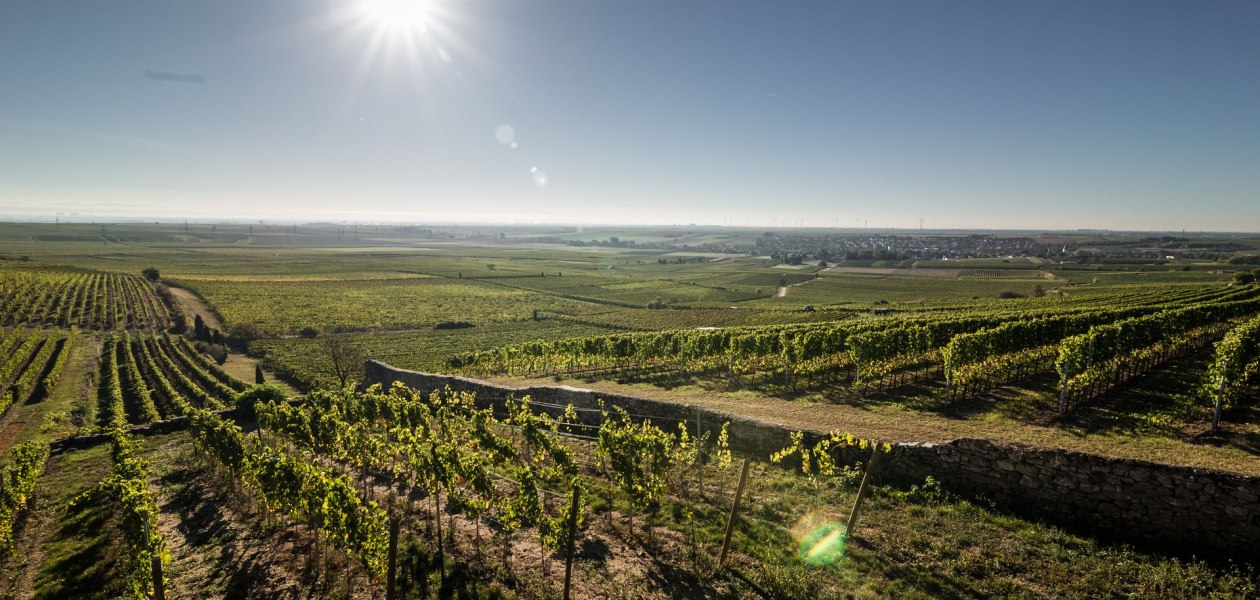 weingut_helmut_geil_monzernheim, © Weingut Helmut Geil