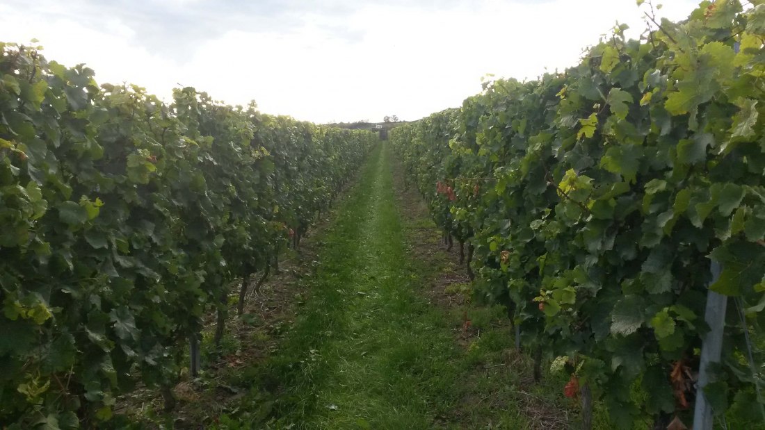 weingut_klein_mainz_hechtsheim_02_1, © Weingut Klein