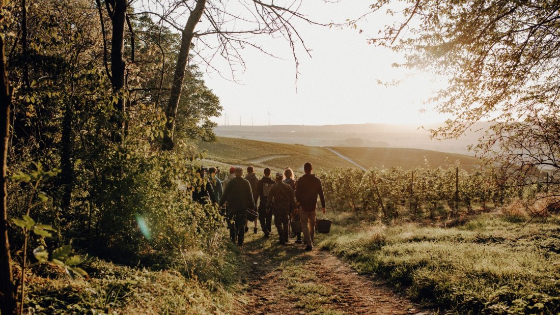 Weingut Braunewell_Weinlese, © Ines Barwig