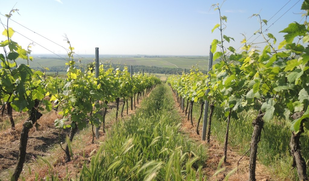 mankel-3, © Weingut Mankel