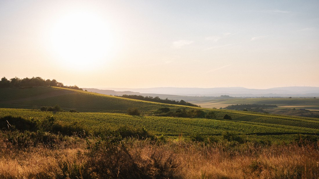 © Weingut Müller-Oswald