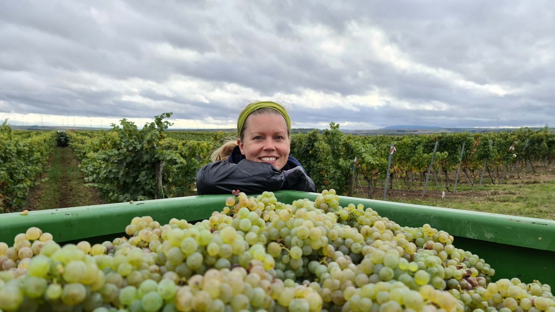 20201008_vintage_hanneke_riesling, © Weingut Schönhals