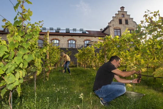 Traubenlese am Winzerkeller, © Andrea Enderlein/IKuM GmbH