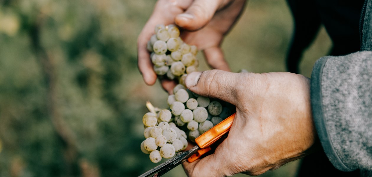 © Ökoweingut Arndt F. Werner