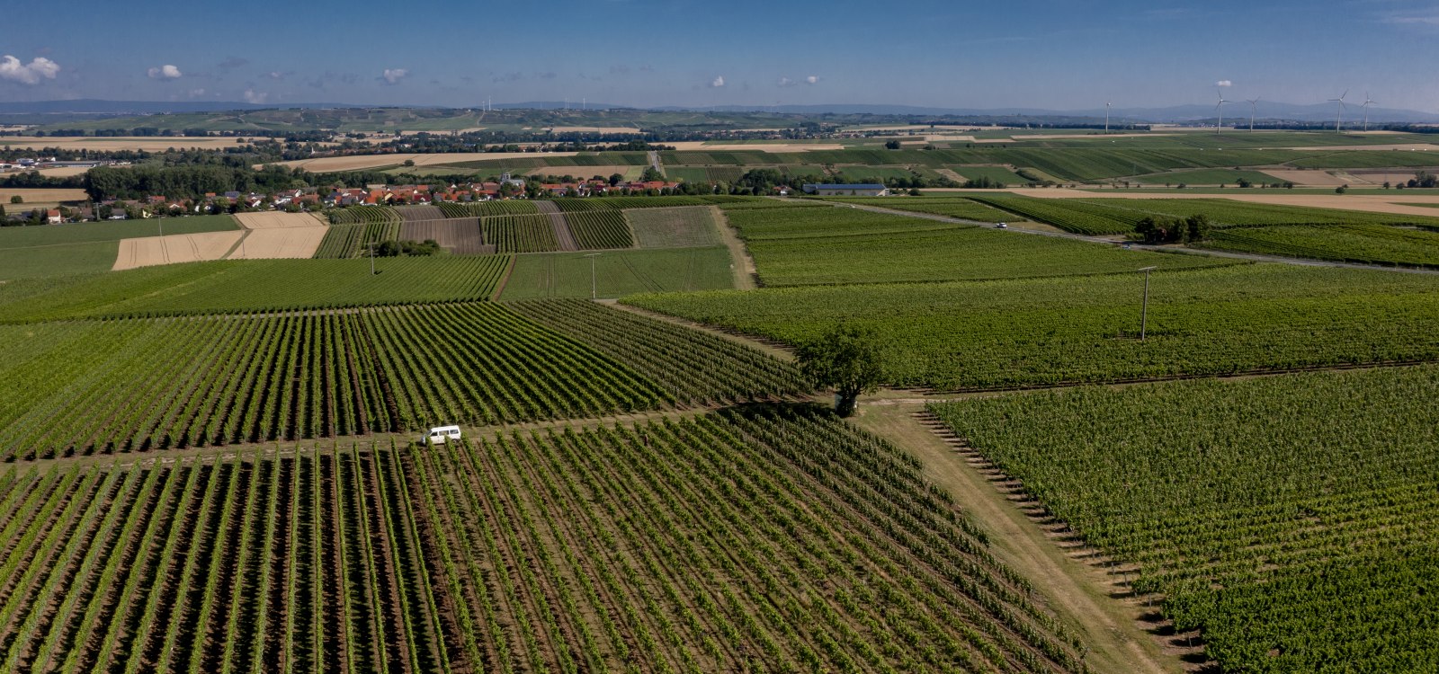 Friesenheimer Bergpfad