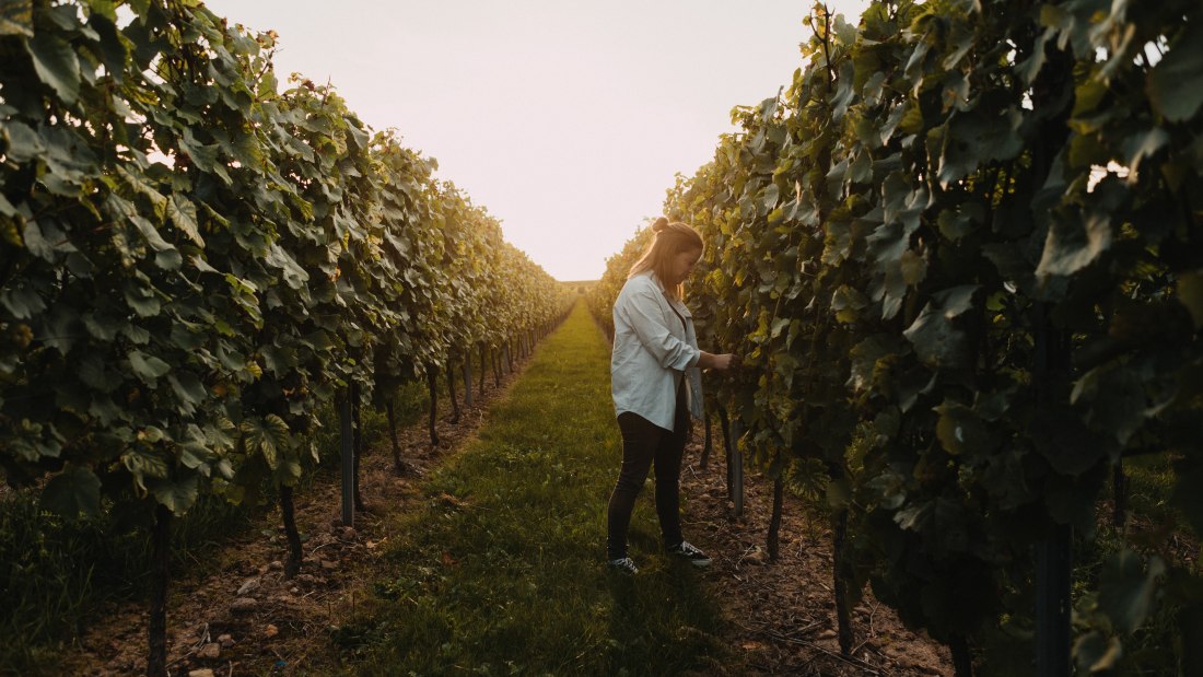 Weingut Krughof_Weinberg mit Marie, © Weingut Krughof