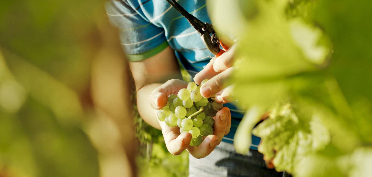 wijnmakerij-gaenz-selectie-druif, © Weingut Gänz