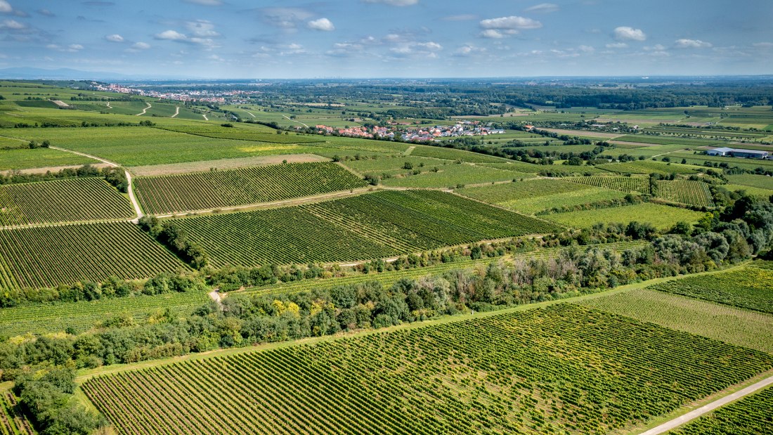 Ludwigshöher Teufelskopf