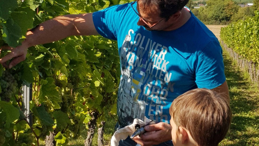 20190915_150547, © Weingut Schnabel