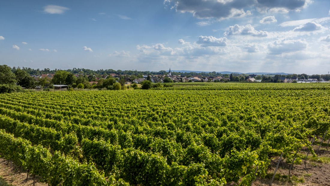 Heppenheimer Schneckenberg, © Torsten Silz