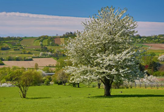 Landscape picture - blossoming fruit tree, © Rainer Oppenheimer