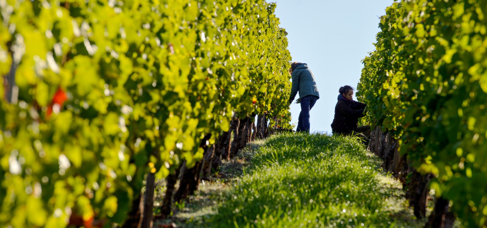 Weingut Georg Gustav Huff_Arbeit im Weinberg, © Weingut Georg Gustav Huff