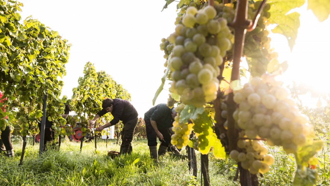 Vrijdag 2, © Weingut Freitag