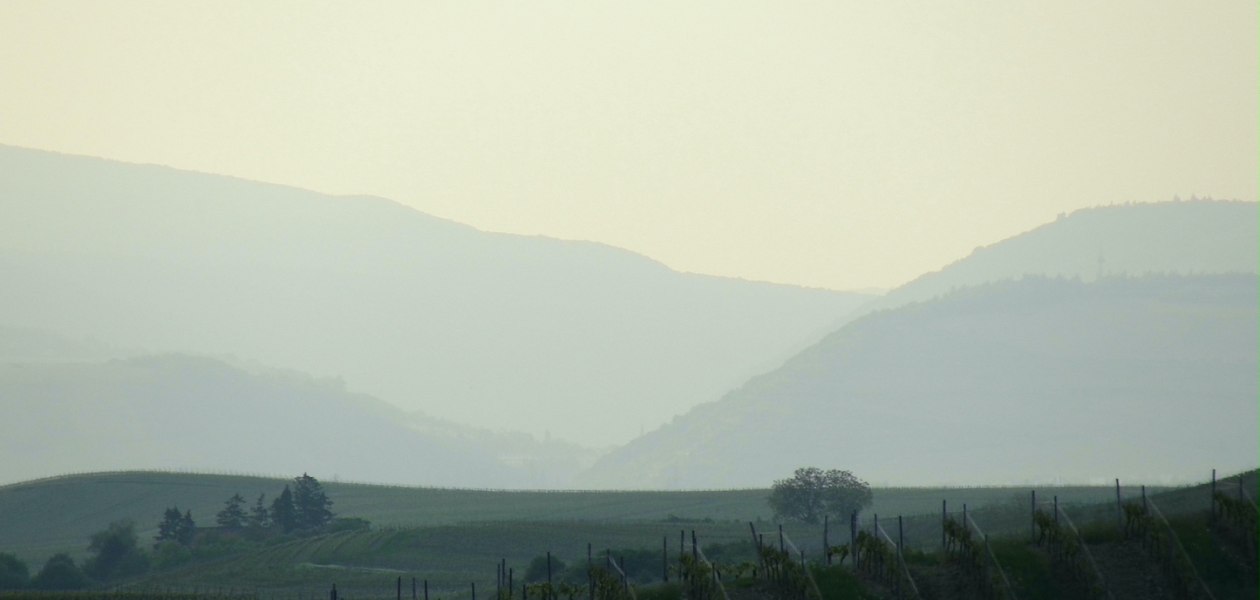 Weingut Schottenhof_Weinberge, © Weingut Schottenhof