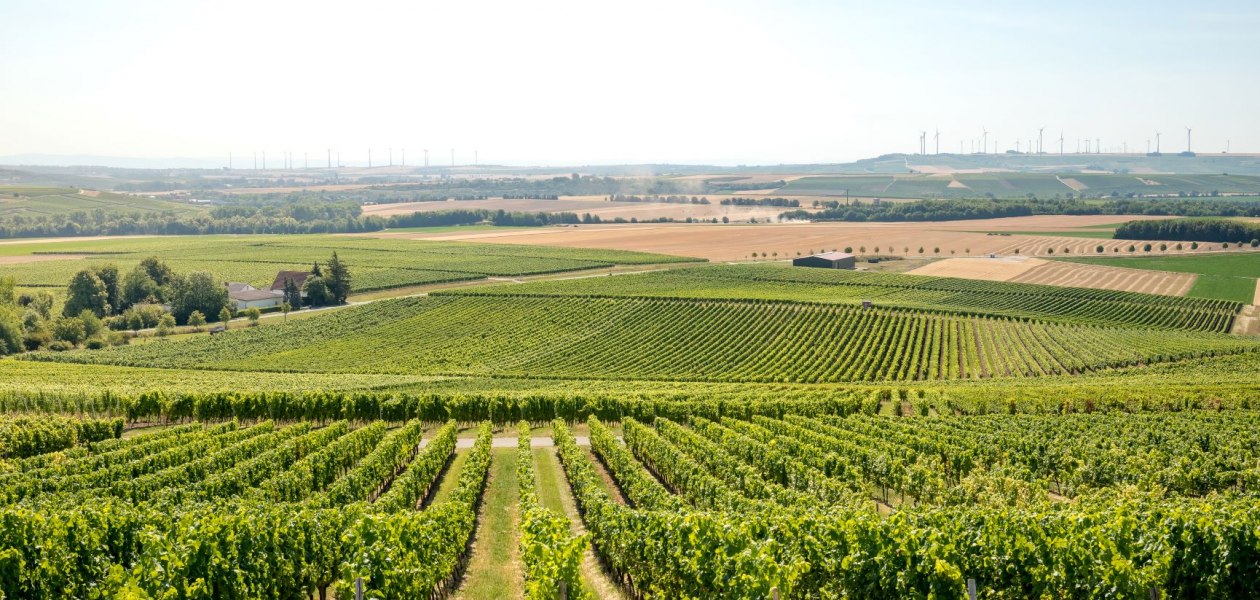 Weingut Schmitt_Weinreben, © Weingut Schmitt