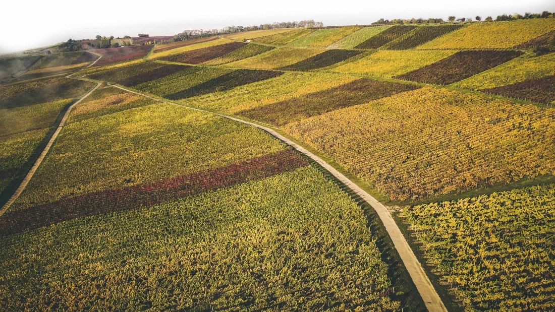 Weingut Schittler & Becker:Weinberge, © Weingut Schittler & Becker