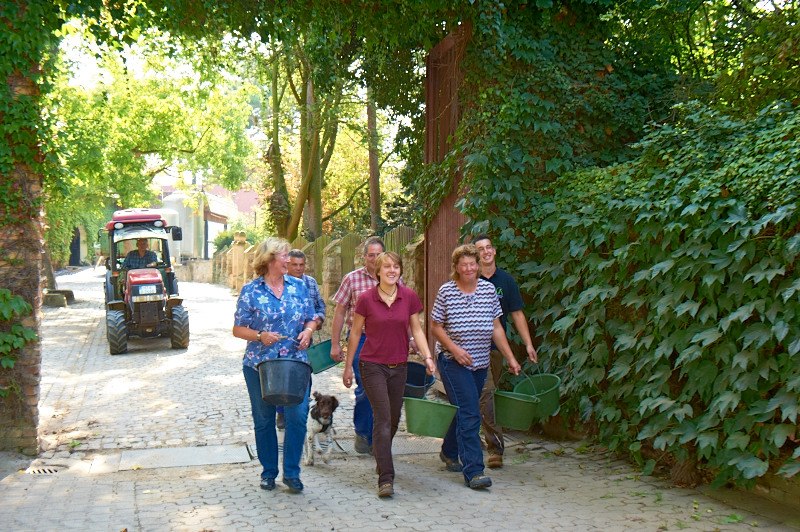 Weingut Kapellenhof_Weinlese, © Weingut Kapellenhof