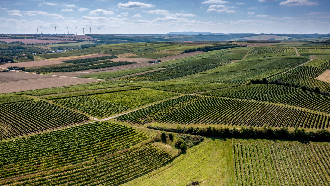 Flonheimer Binger Berg