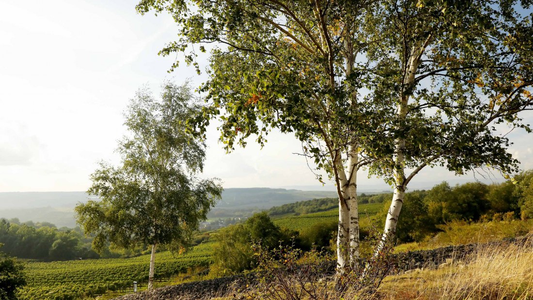 gouden hoorni, © Weingut Steitz