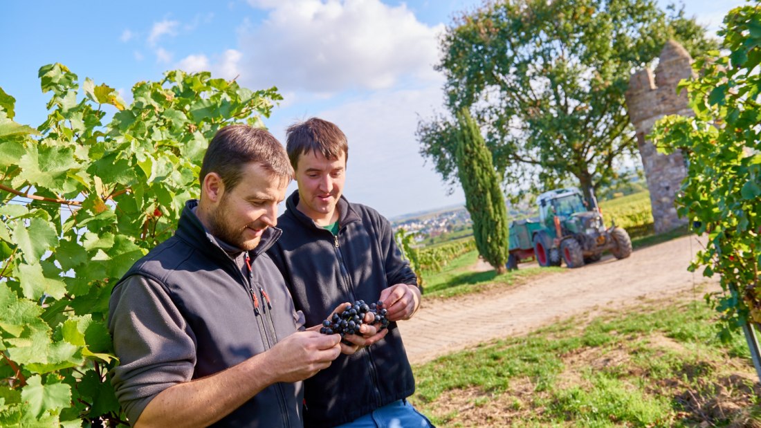 20151009_d800_7876_preview, © Weingut Geil