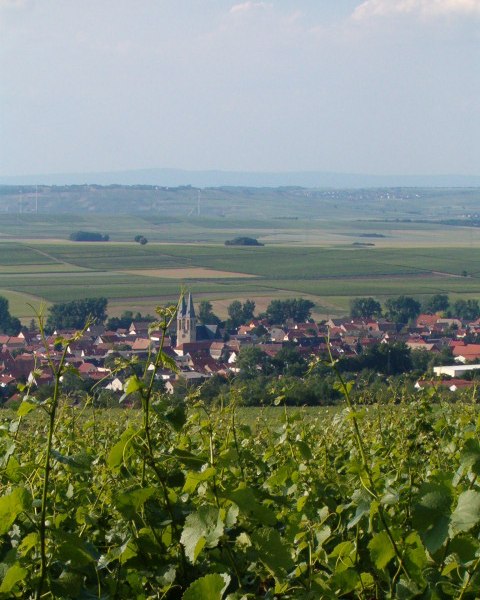 vines Church, © Weingut Thomas-Rüb