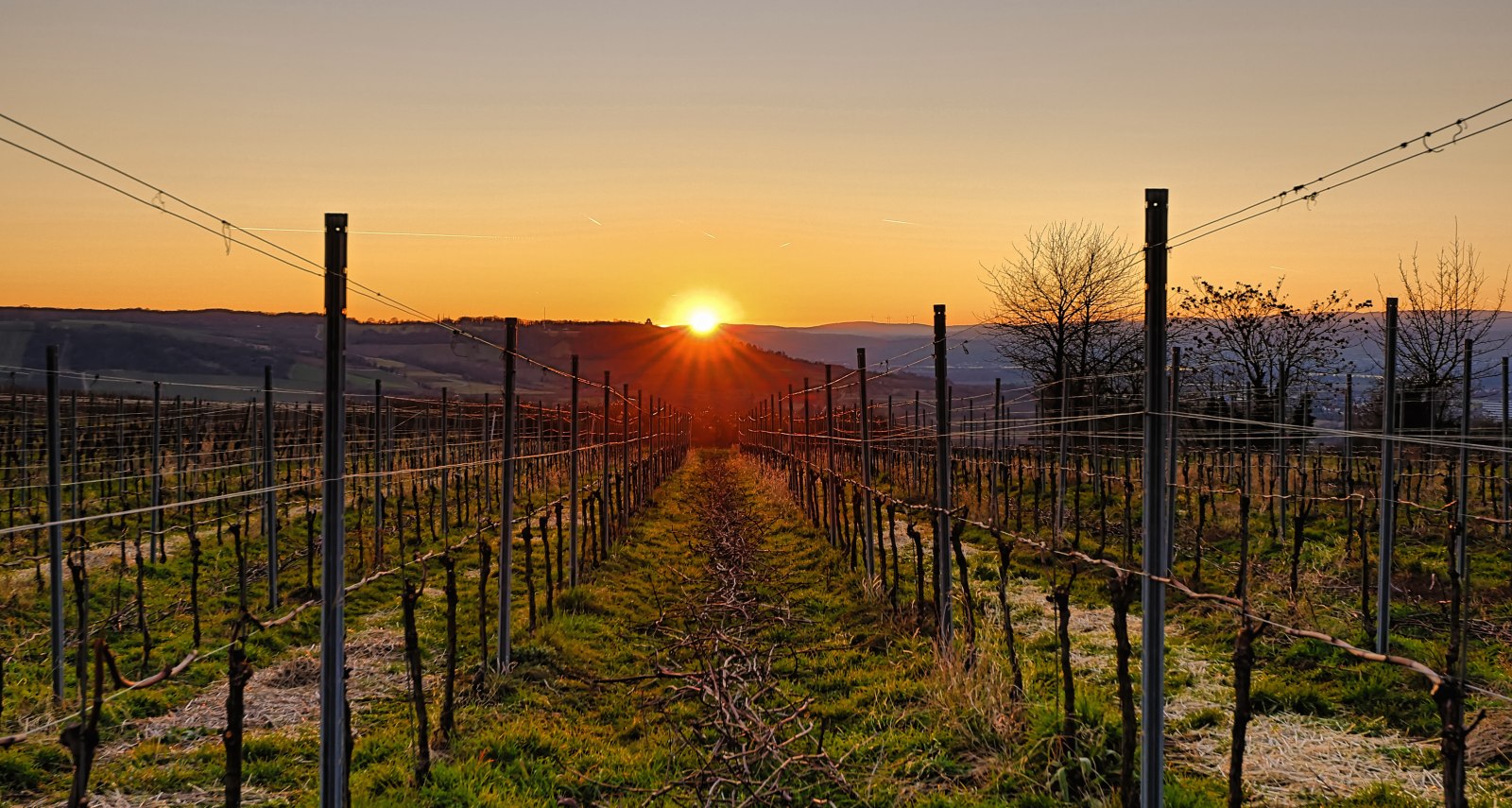 Frühling beim Sonnenaufgang, © Stadt Ingelheim/Rainer Oppenheimer