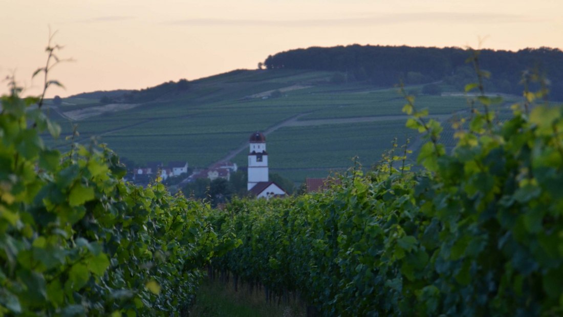 weinbergerichtarsky, © Weingut Richtarsky/ Ludwigshof