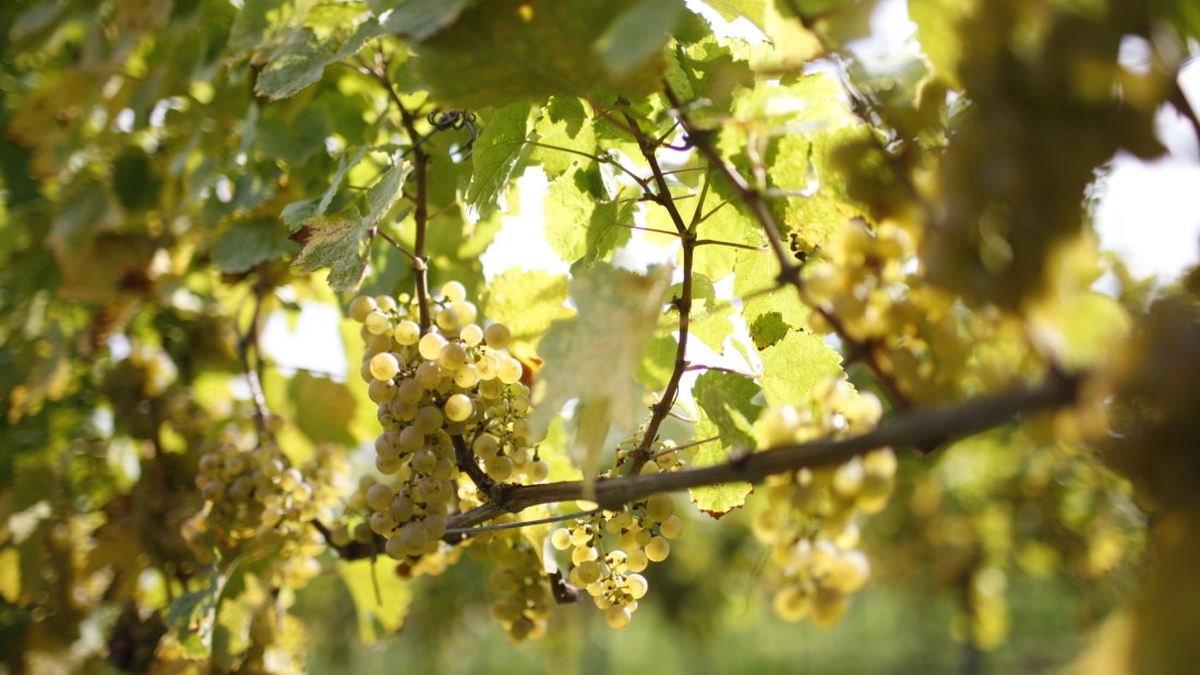 Weingut Winter_Traube, © Weingut Winter