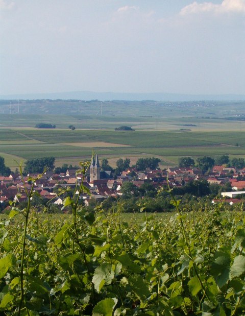 vines Church, © Weingut Thomas-Rüb