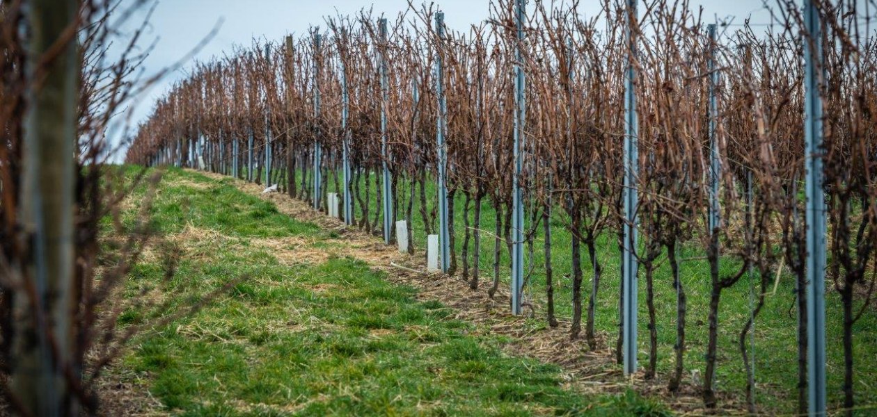 Weingut Georg Mahn_Weinberg, © Weingut Georg Mahn