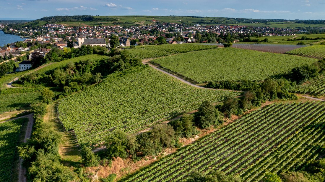 Niersteiner Kranzberg