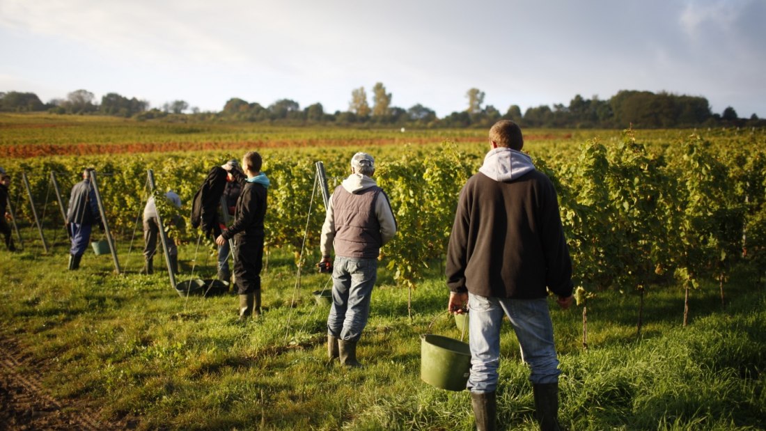 Winter vintage, © Weingut Winter