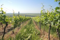 Weingut Mankel_Weinreben, © Weingut Mankel