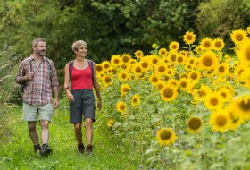 Footpath next to sunflowers © Dominik Ketz