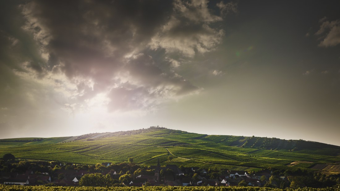 Weingut Bretz_Landschaft, © Weingut Bretz