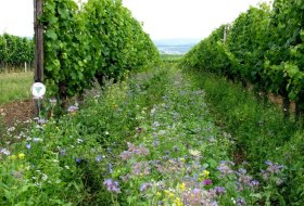 Bruehler-yard greening, © Weingut Brühler Hof