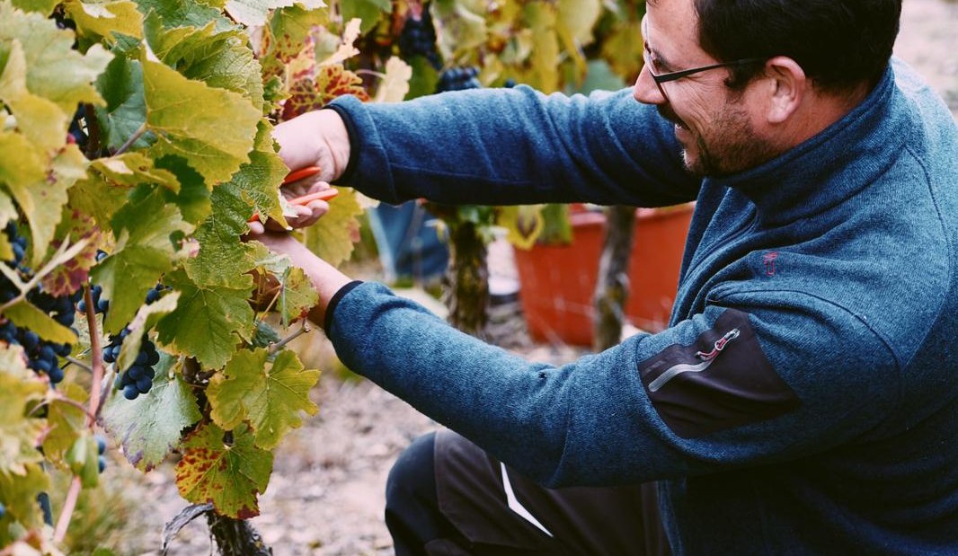 Weingut Schnabel_Weinlese, © Weingut Schnabel